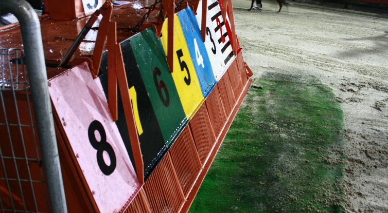 Dog Race in Vung Tau